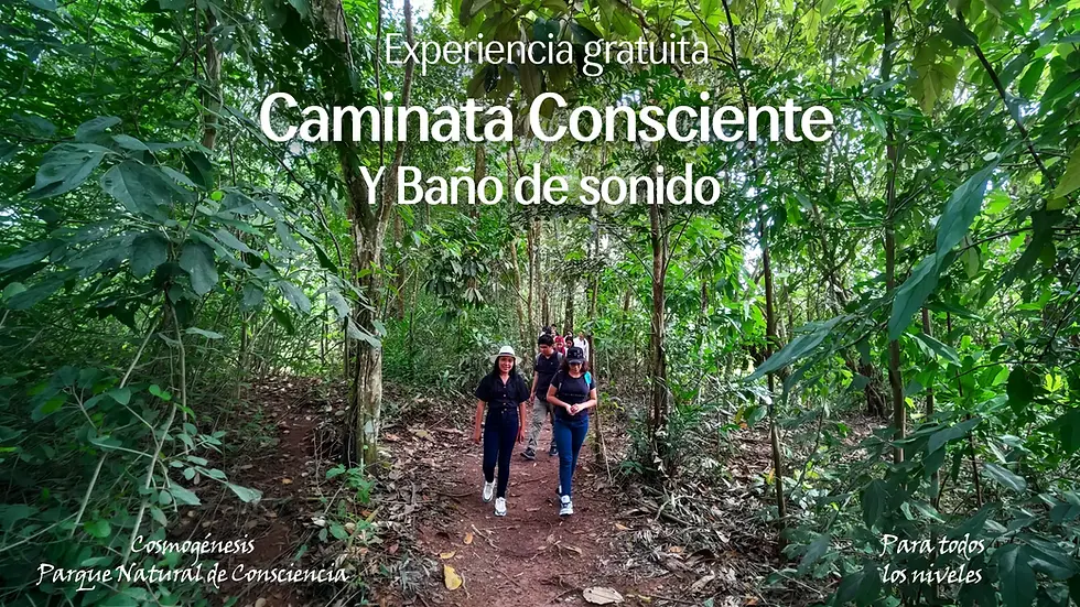 Baño de Bosque y Sonido: Caminata Consciente y Meditación gratuita