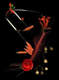 ELIEZER SONNENSCHEIN