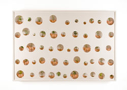 DESARROLLO EMBRIONARIO DE SEMILLAS VARIADAS EN ÚTEROS ANIMALES. SERIE: CULTIVO DE MANDRÁGORAS