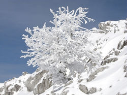 Frozen trees 7