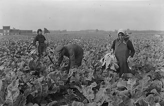 Oogsten van bloemkool regio Mechelen ca_edited.jpg