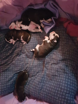 Panda litter 2018