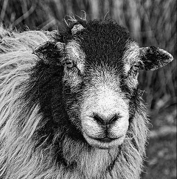 Sheep Stare.jpg