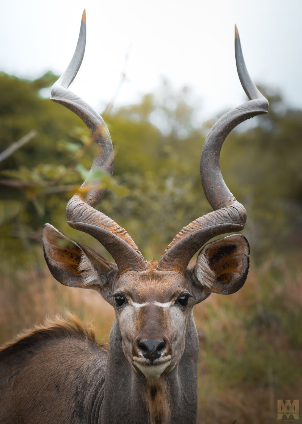 Kudu [1]