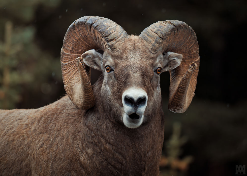 Bighorn Sheep [13]