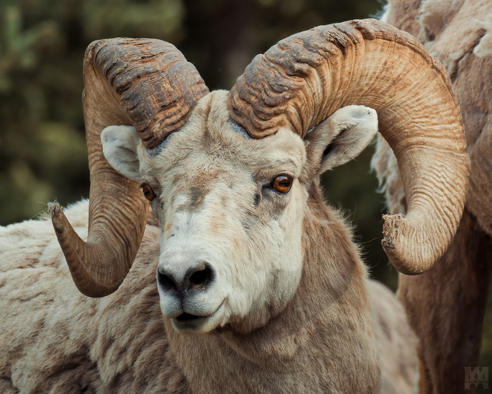 Bighorn Sheep [1]