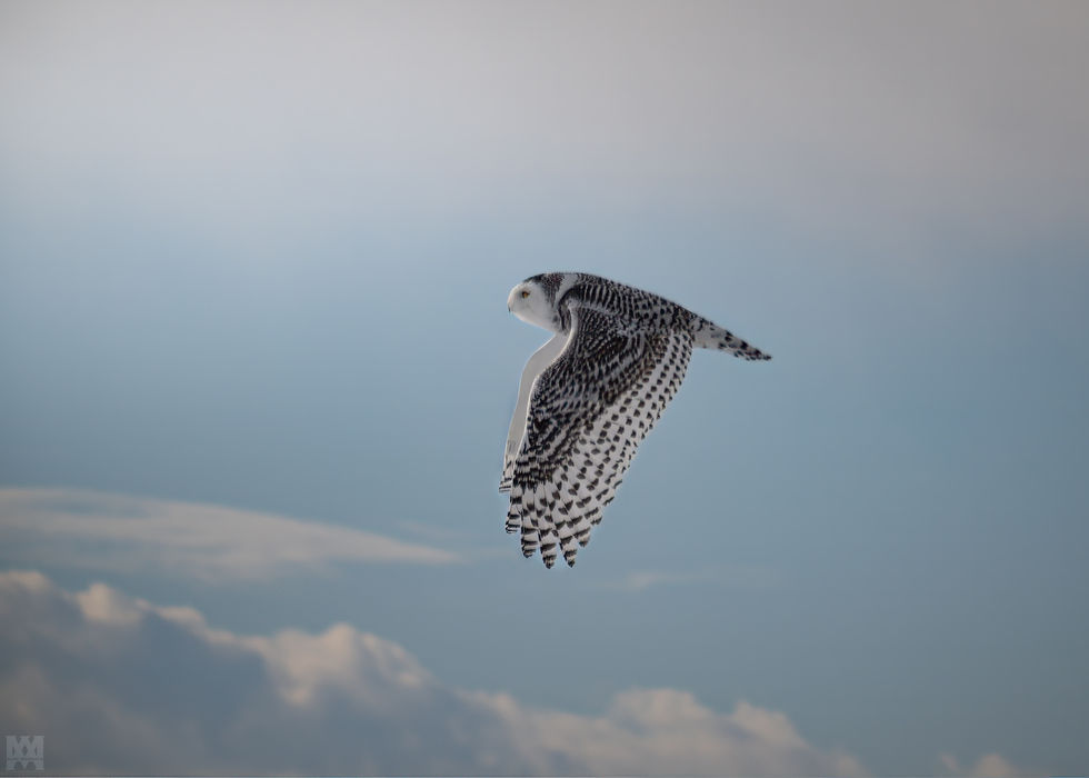 Snowy Owl [1]