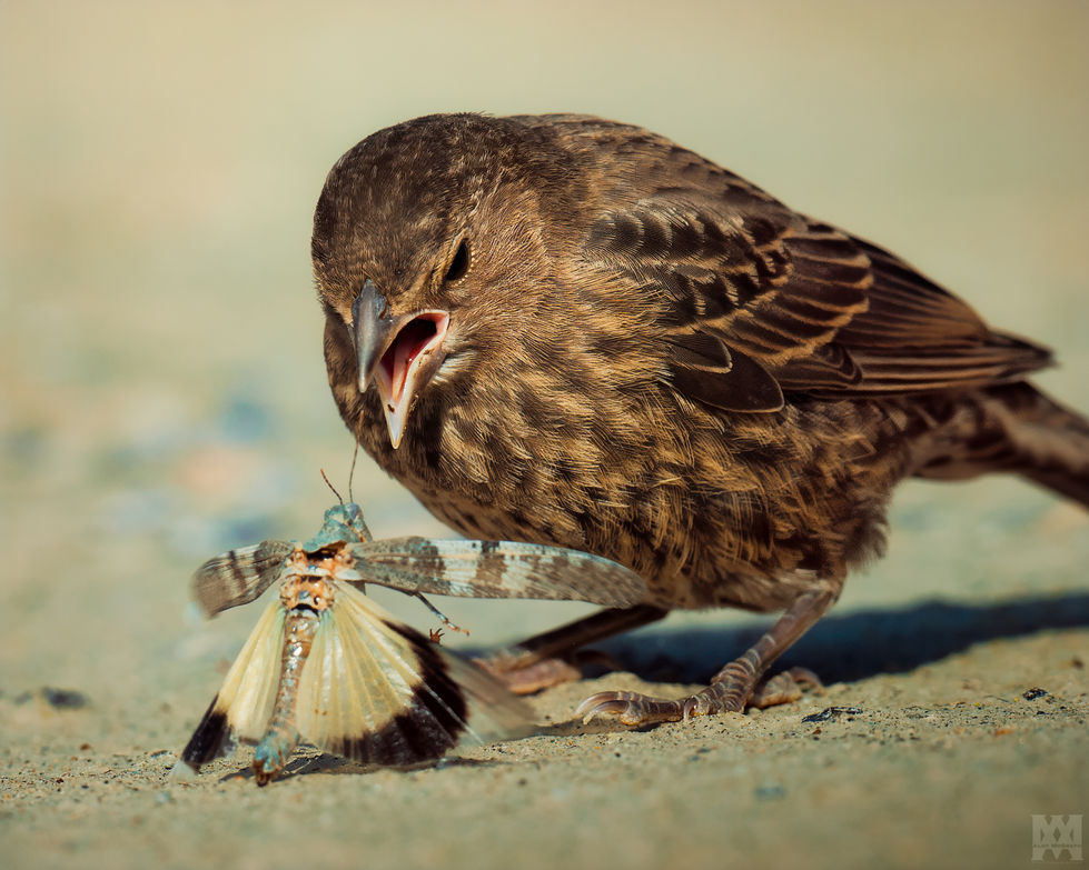 Brown-headed Cowbird [1]