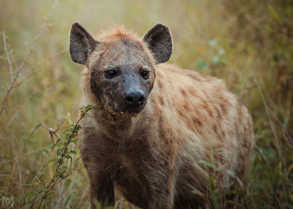 Hyena [4]
