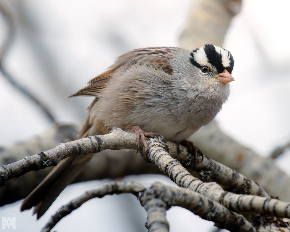 White-crowned Sparrow