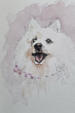 sketch of a white pomeranian dog, Pet sketch, pet drawing, pet painting