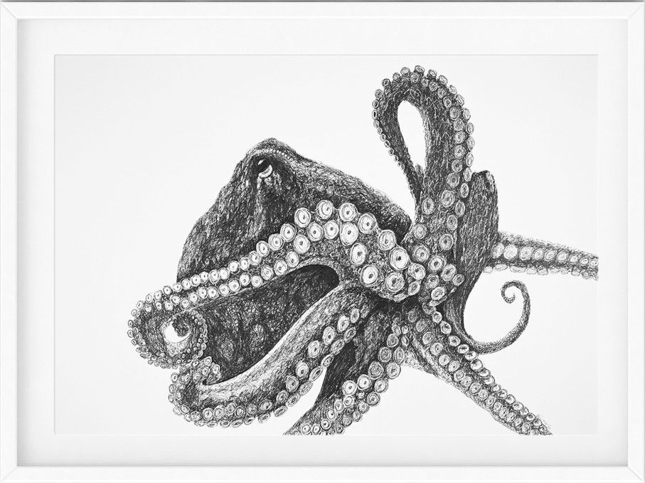 framed octopus drawing