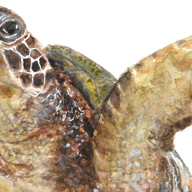 detail of print