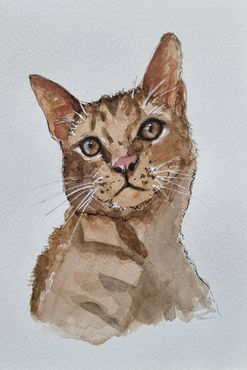 sketch of a cat, Pet sketch, pet drawing, pet painting