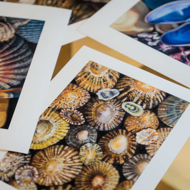 limpet seashells print, with border
