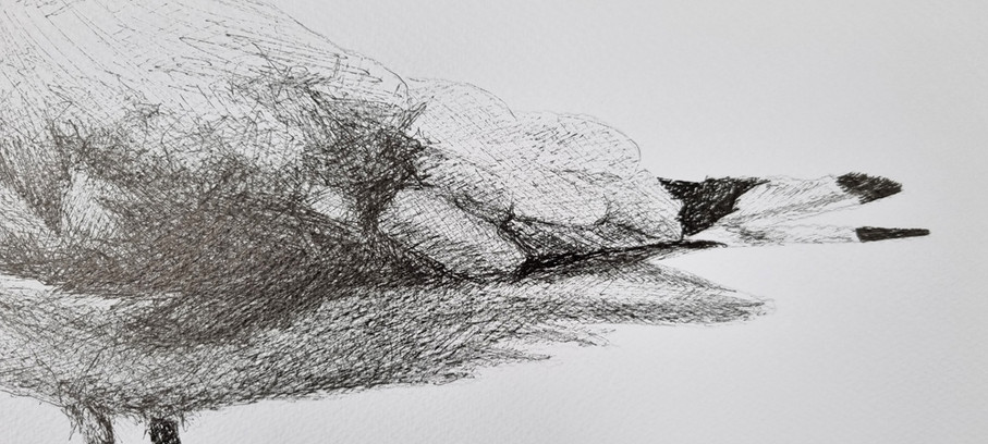 detail of the drawing