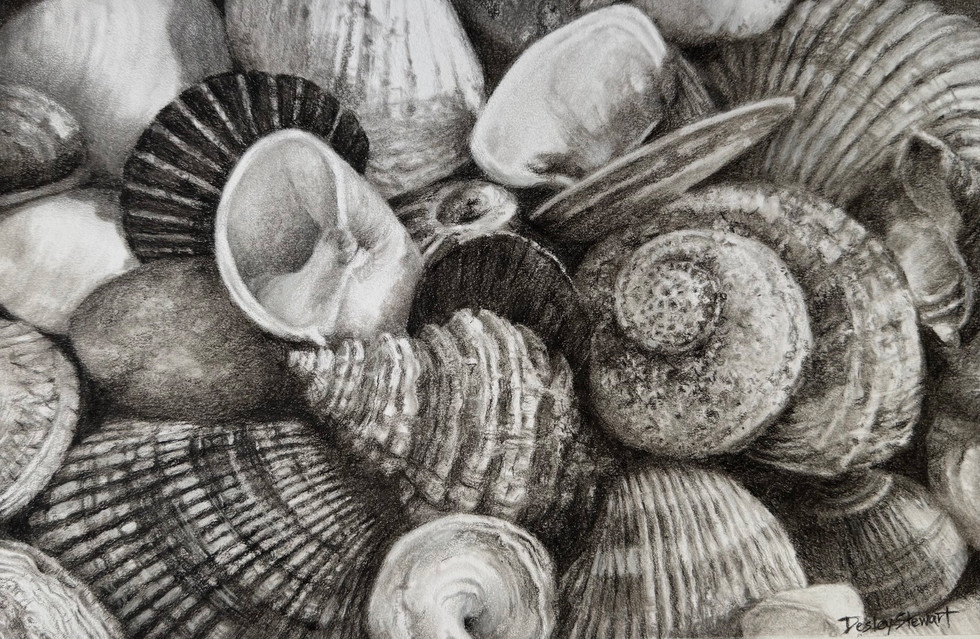 black and white seashell drawing