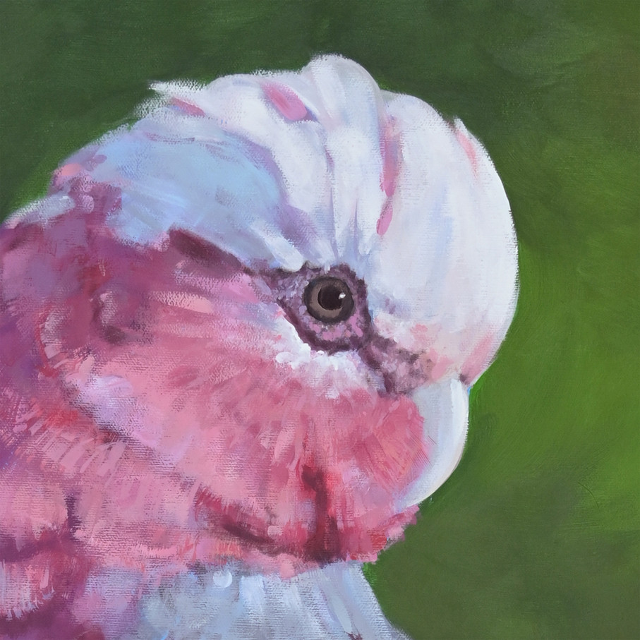 Close-up of 'Blush Galah' showing detailed acrylic brushwork on the bird's soft pink and silver-grey feathers.