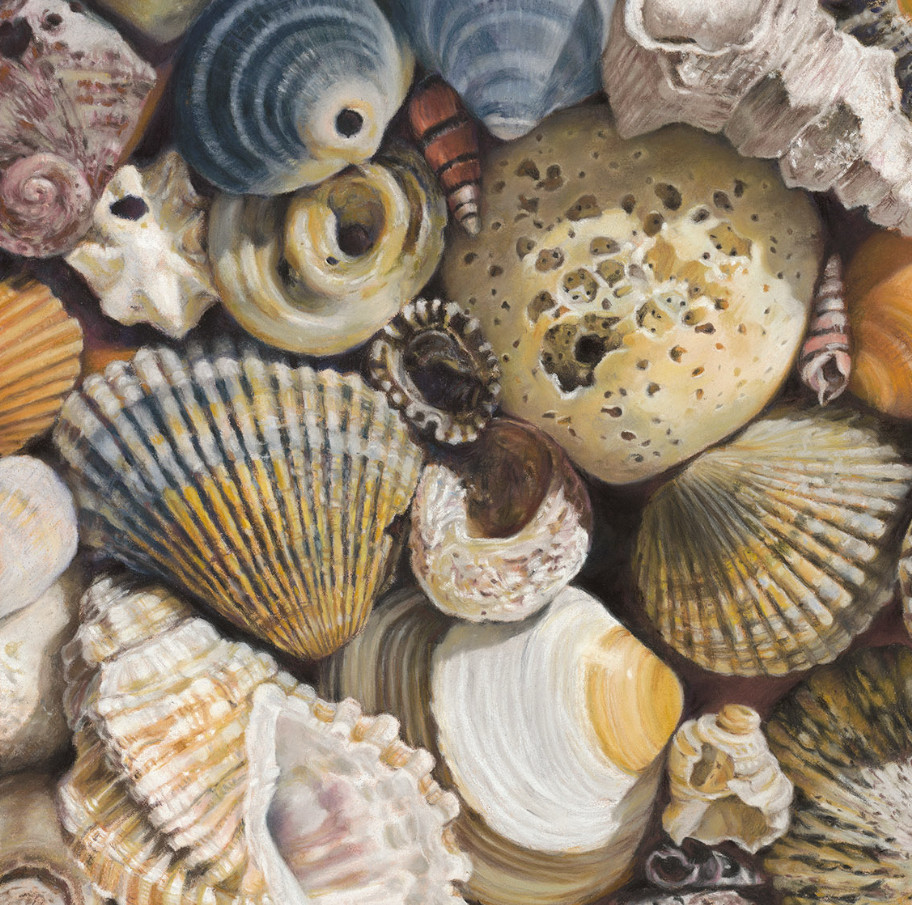 fine art print of a collection of seashell