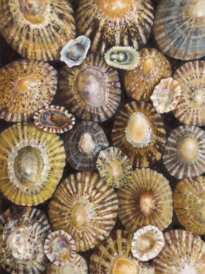 realistic pastel painting of a pile of limpet seashells