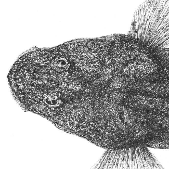 Close-up pen and ink drawing of a fish with large eyes and a textured body.