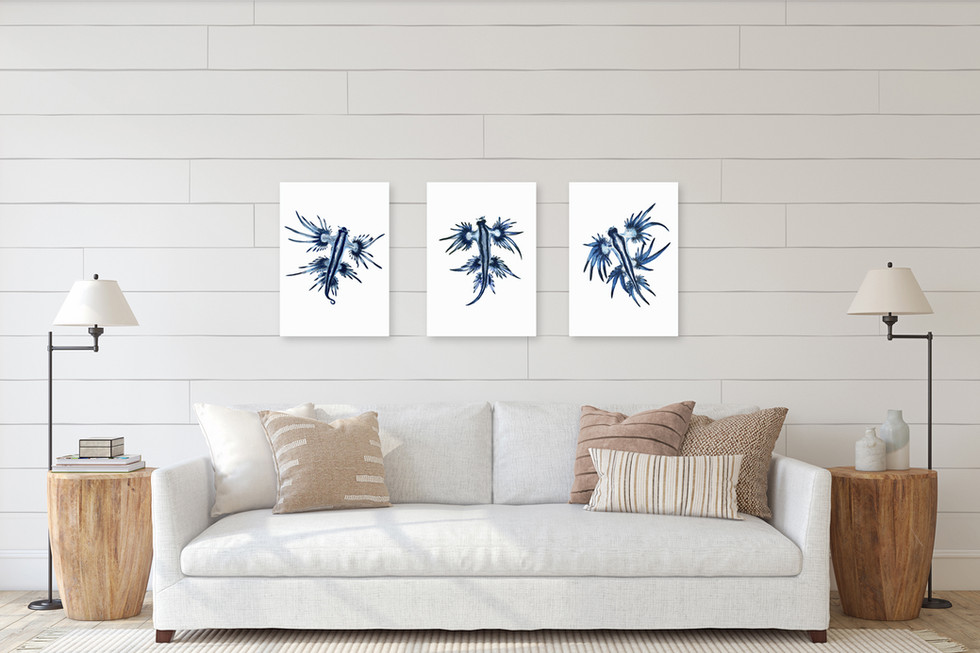 3 matching glaucus atlanticus prints, framed and hanging above a lounge
