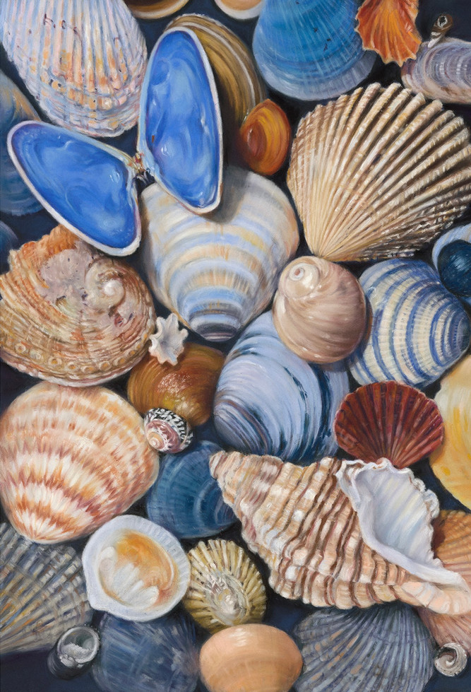 fine art seashell print
