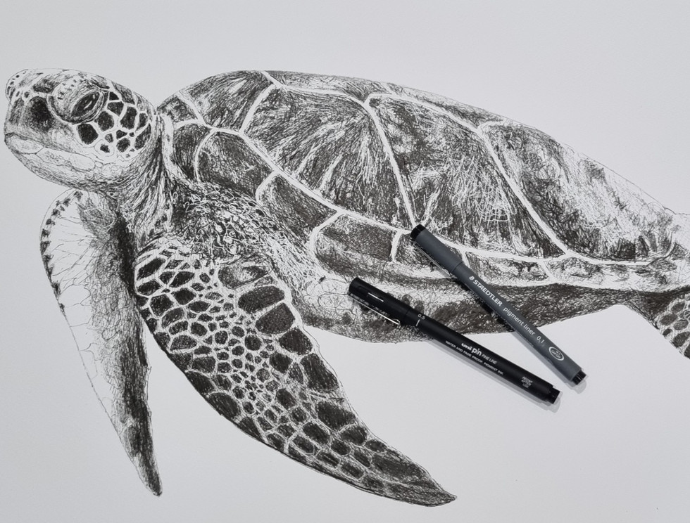 drawing of a sea turtle with pens