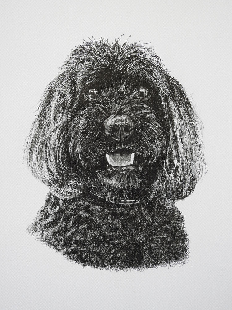 pet drawing in pen of a black fluffy dog
