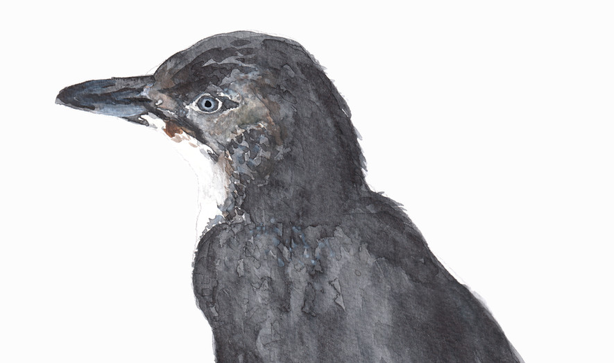 detail of the watercolour penguin print