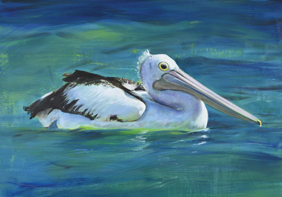 greeting card a pelican swimming in tropical waters