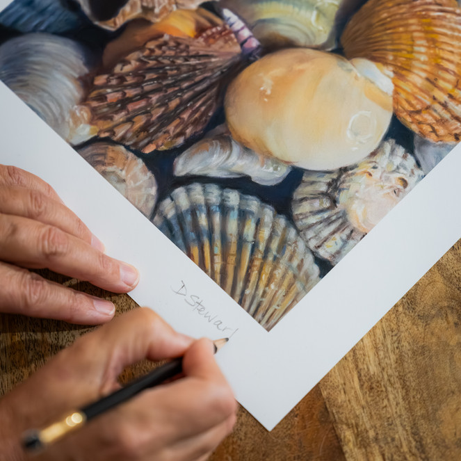 fine art seashell print, signed by artist