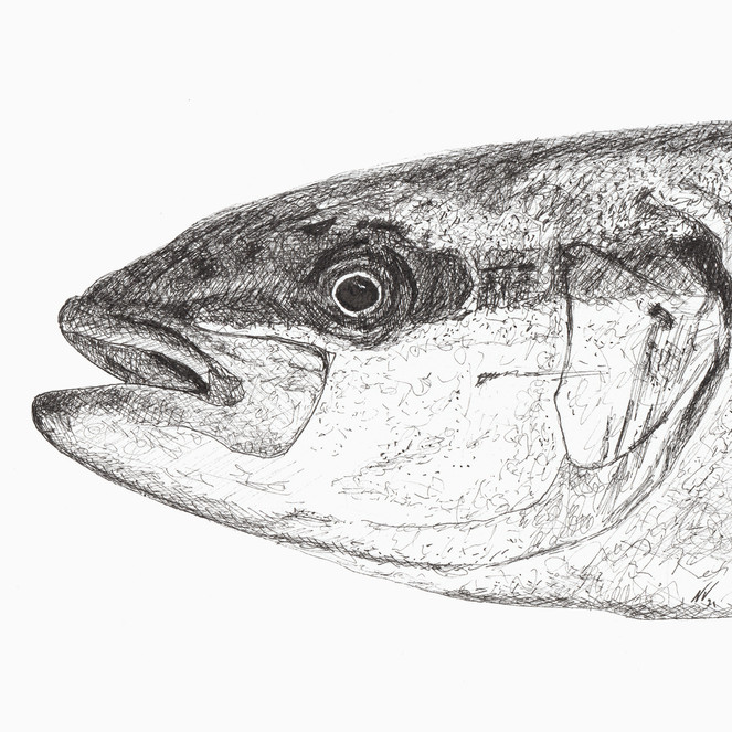 Detailed pen and ink drawing of a fish's head