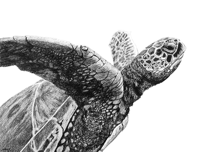 print of a sea turtle