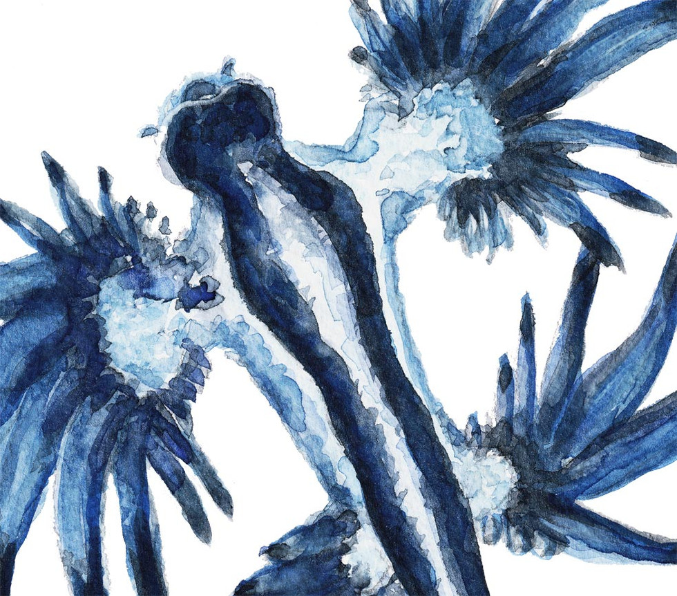 close up detail of sea slug
