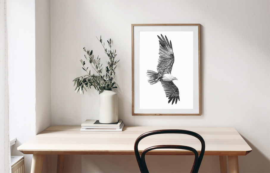 ink drawing of a Brahminy Kite flying with wings spread, framed and hanging above a desk