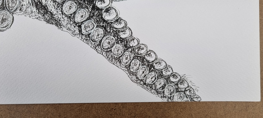 detail of the octopus drawing