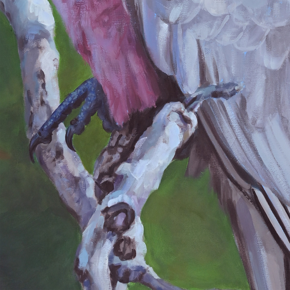 Detailed plumage and texture on the Blush Galah painting by Naomi Veitch. Soft pink and grey tones.