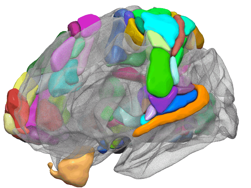 The Cutting Edge of Neuroscience Meets Computer Vision and Deep Learning