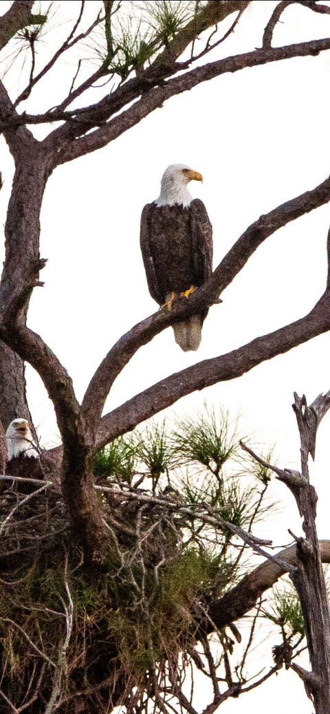 eagles.jpg