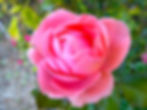 Rosa_Rose.LIEBESZAUBER.jpeg