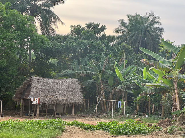 A thatched pavillion surrounded by palm trees.