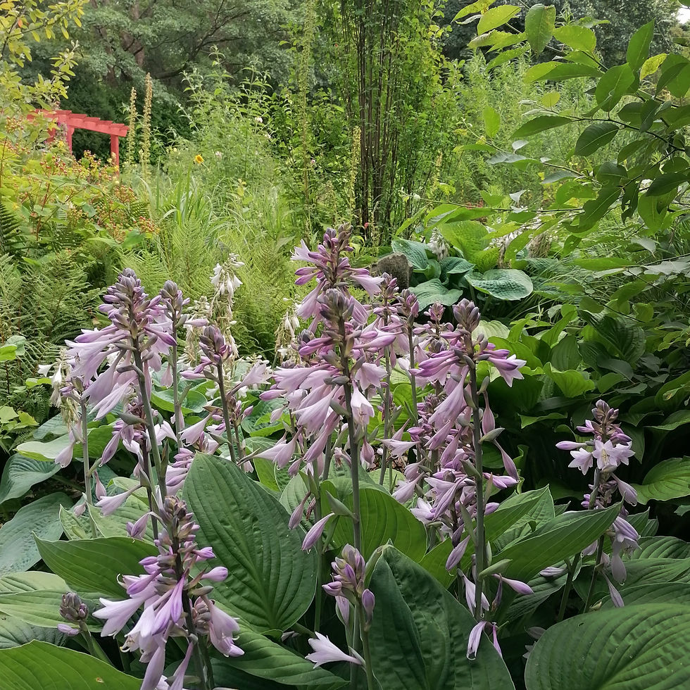 Hospital gardens with flowers