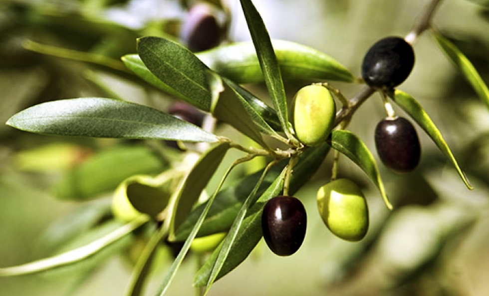 Miniatura: ACEITUNAS VERDES / NEGRAS - BOLLÓN PET - SAN PEDRO