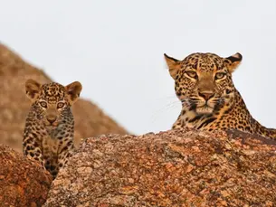 Exploring Jawai: The Best Place for Wildlife Enthusiasts