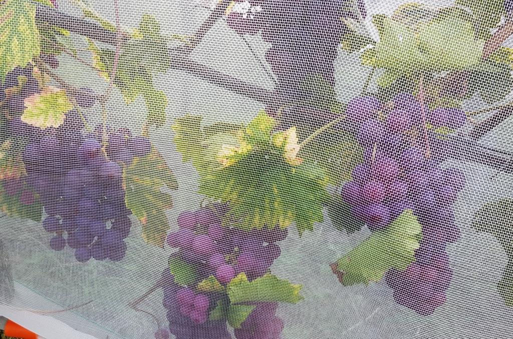 Whailex - Schutznetze - Kirschessigfliege Drosophila Suzukii - Wein, Beeren