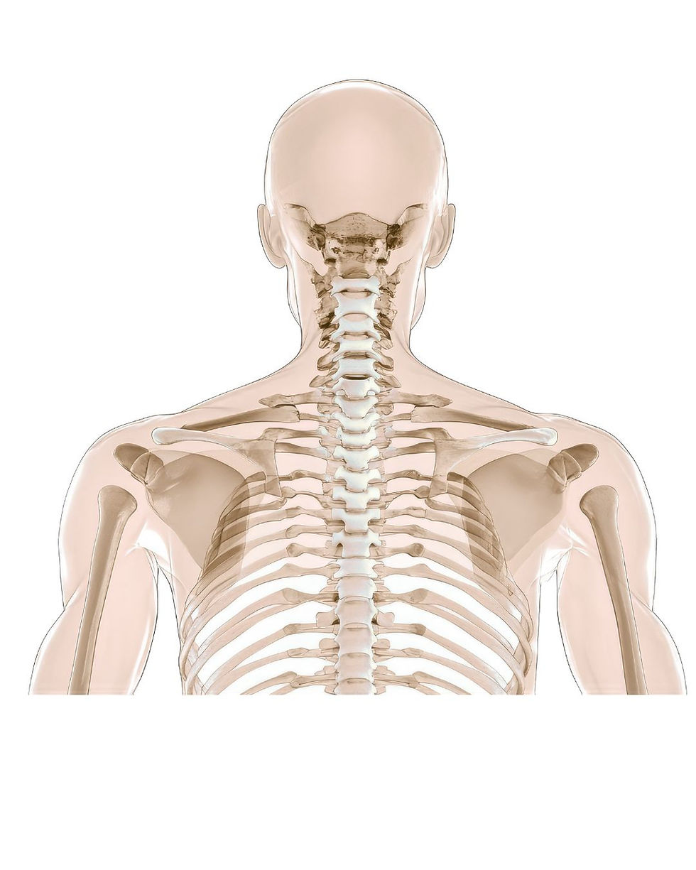 肩甲骨を動かすと背中が軽い!今日からできる簡単ストレッチ②