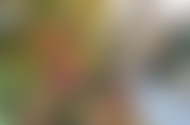 Tetsugaku-no-Michi in Kyoto is the promenade running along the branch of Biwako-Sosui canal.