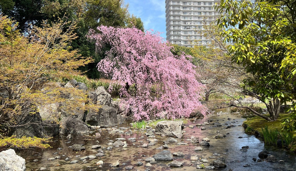 Shiratori garden in Nagoya City is a full-scale Japanese garden built on the land reclaimed from Shiratori timber pond.