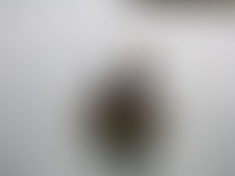 Tarai-bune boats are used to catch fish on the ragged coast of Sado Island.